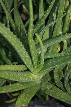Aloe Vera, Medicinal Aloe, Chinese Aloe, Indian Aloe, True Aloe, Barbados Aloe, Burn Aloe, First Aid Plant,Aloe vera, A. barbadensis, A. indica, A. perfoliata var.vera, A. vulgaris, copyright � almostedenplants.com